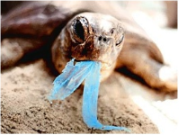 Honu Choking on Plastic Bag