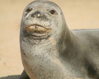 Endanged Monk Seal